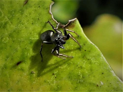 Heliophanus sp.